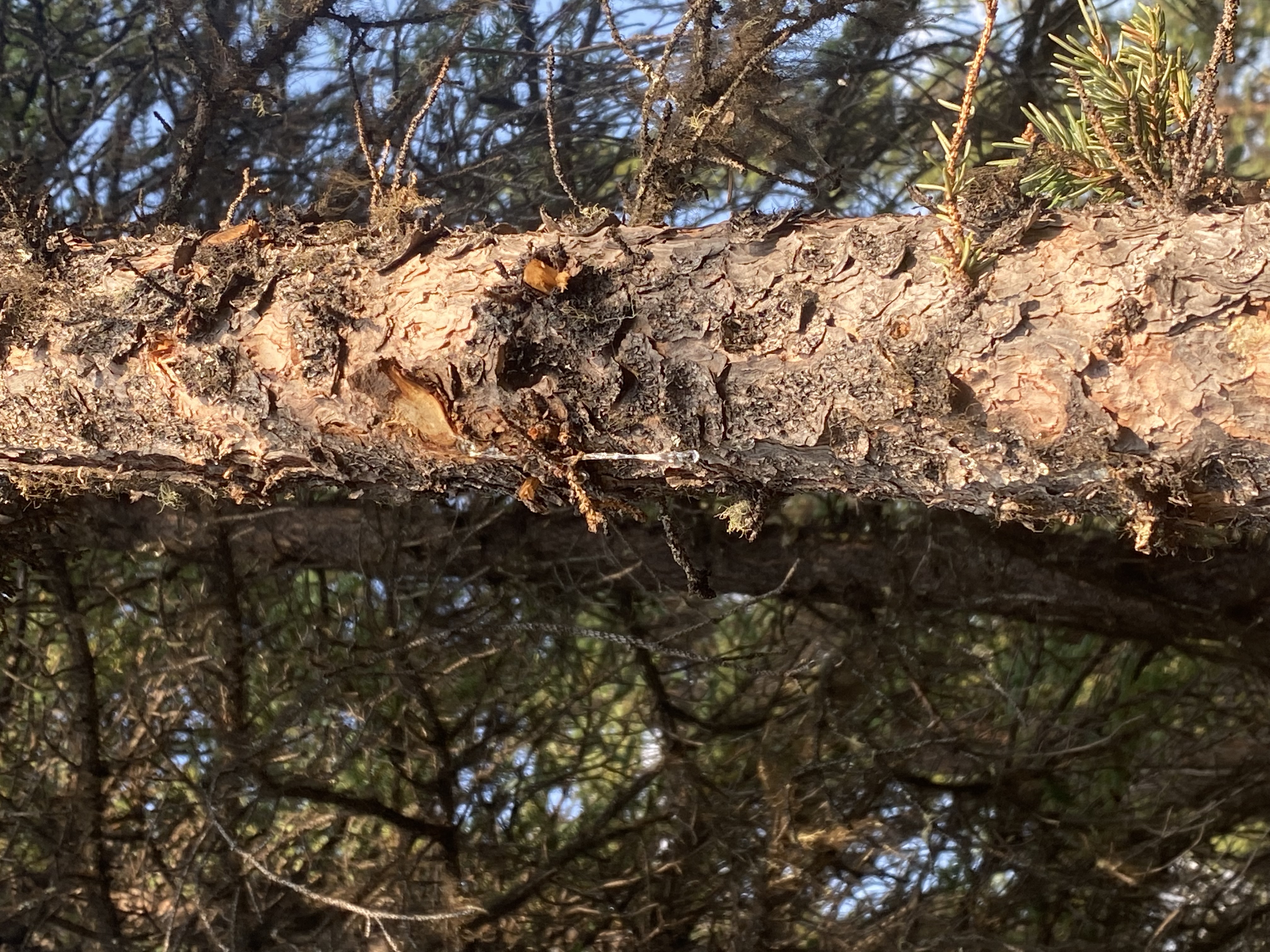 Pine resin