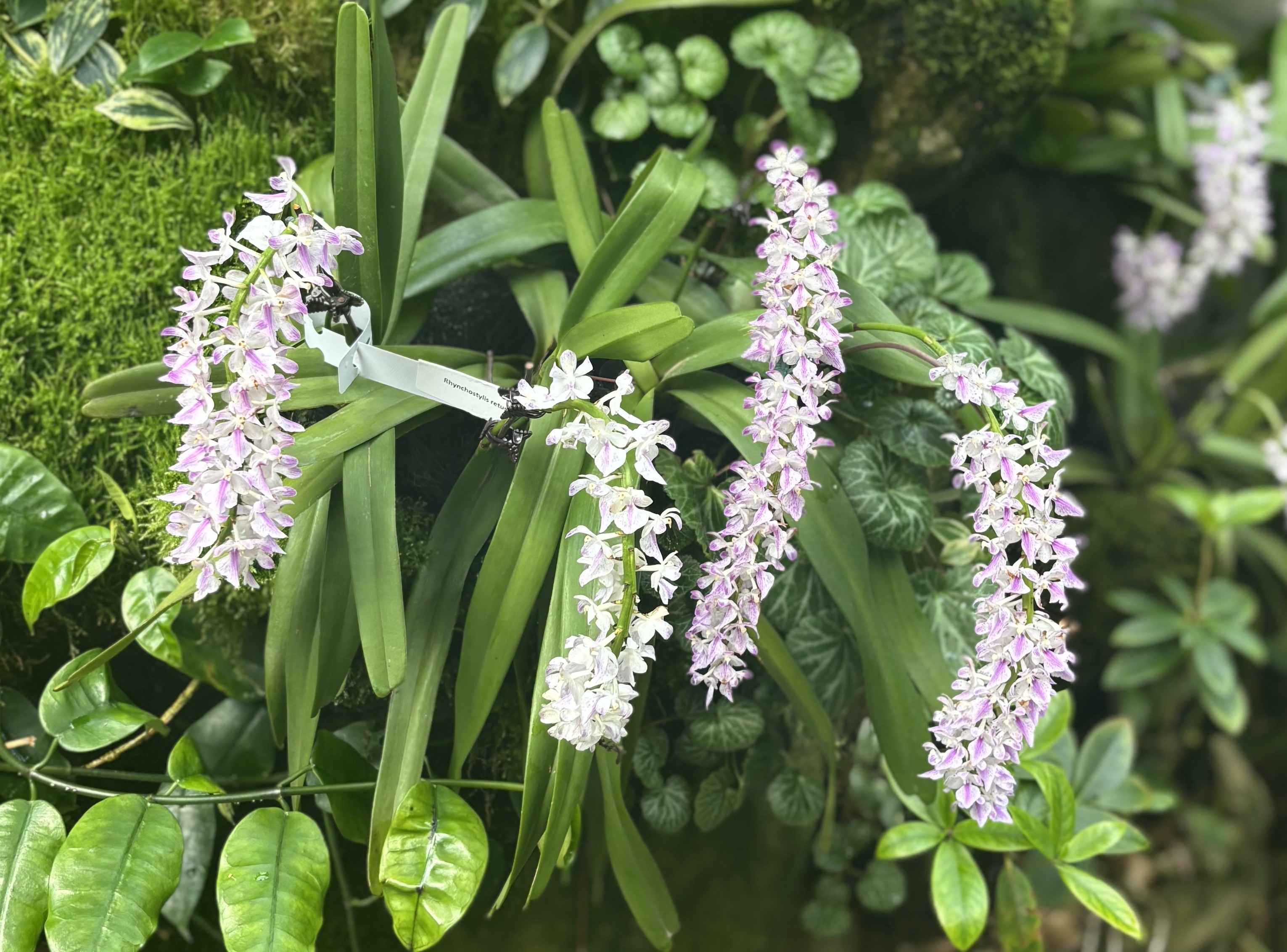 Foxtail orchids