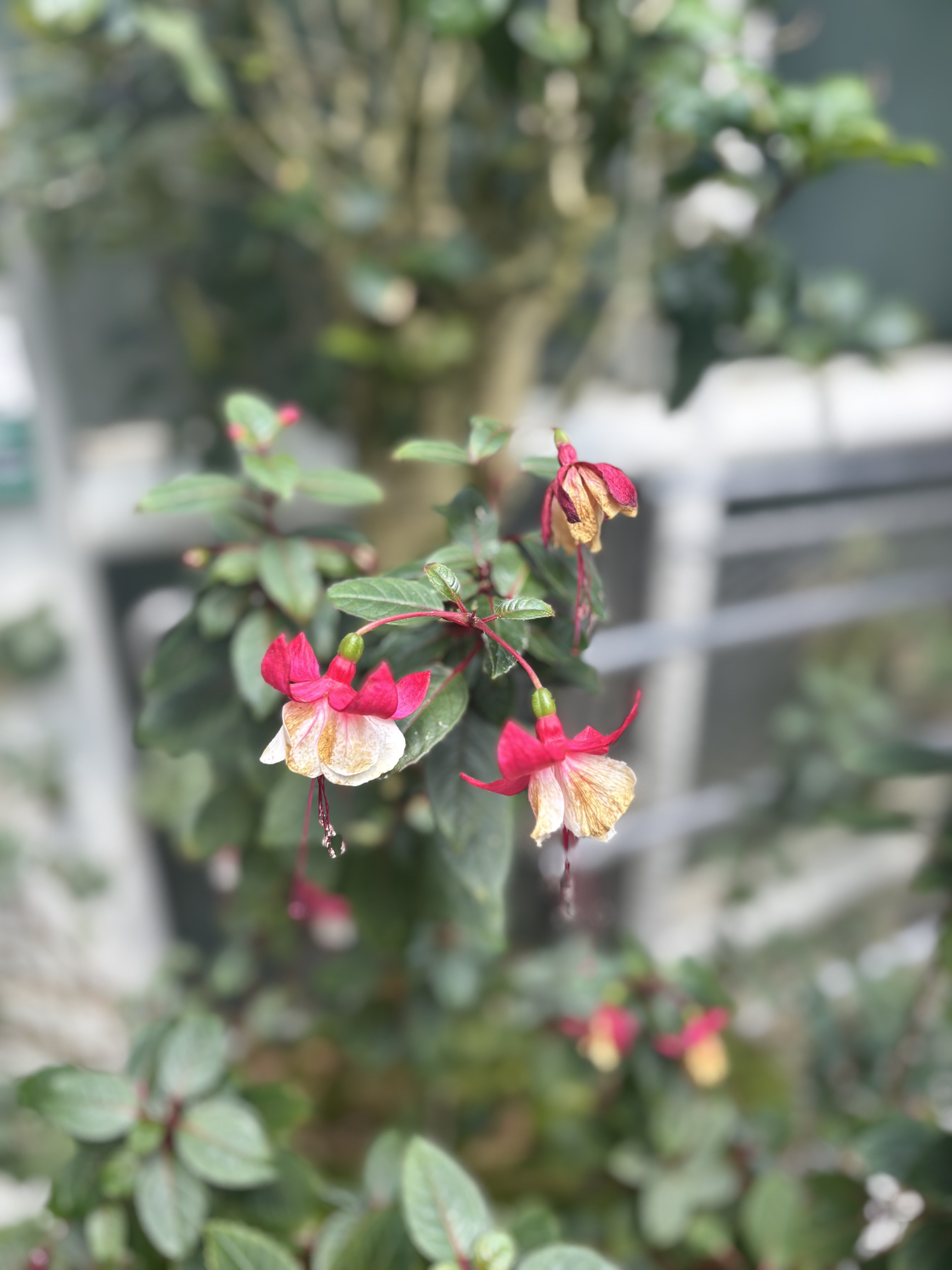 Fuchsia